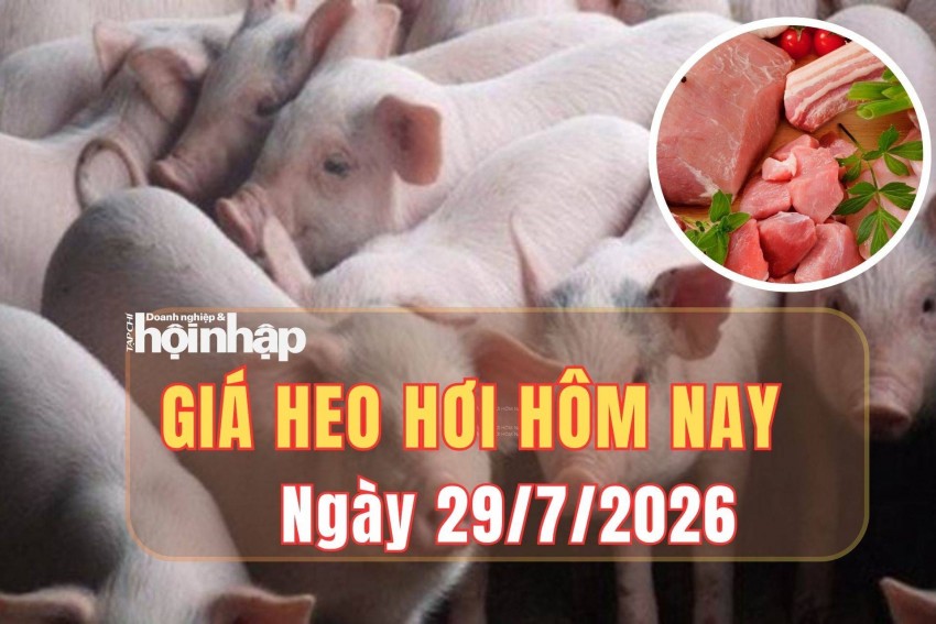 Giá heo hơi hôm nay 29/7/2026: Giá heo hơi giảm trên cả nước, heo miền Nam xuống mức thấp nhất năm