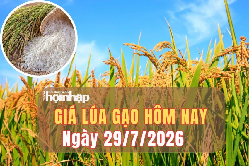 Giá lúa gạo hôm nay 28/7/2026: Giá gạo nguyên liệu tăng, phụ phẩm biến động trái chiều