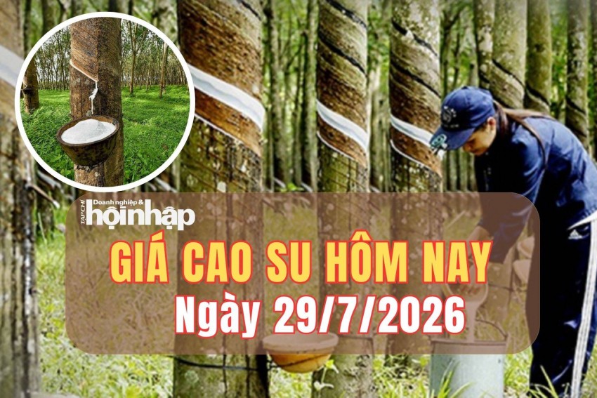 Giá cao su hôm nay 29/7/2026: Giá cao su Thượng Hải giảm mạnh