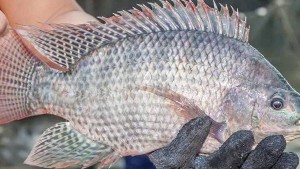 Cá rô phi Việt Nam ghi dấu tại chuỗi sushi Nhật Bản