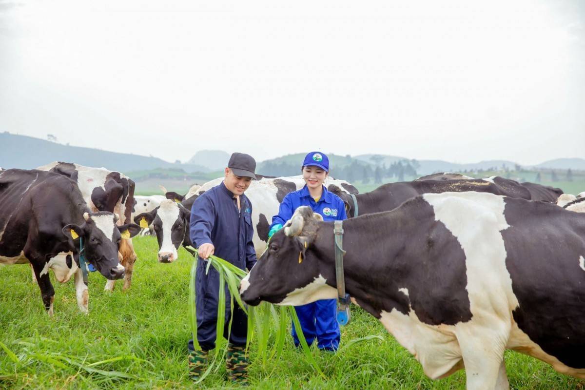 Mộc Châu Milk ghi nhận lợi nhuận quý II cao nhất trong gần 3 năm