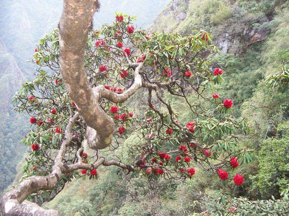 Đại ngàn Hoàng Liên: 