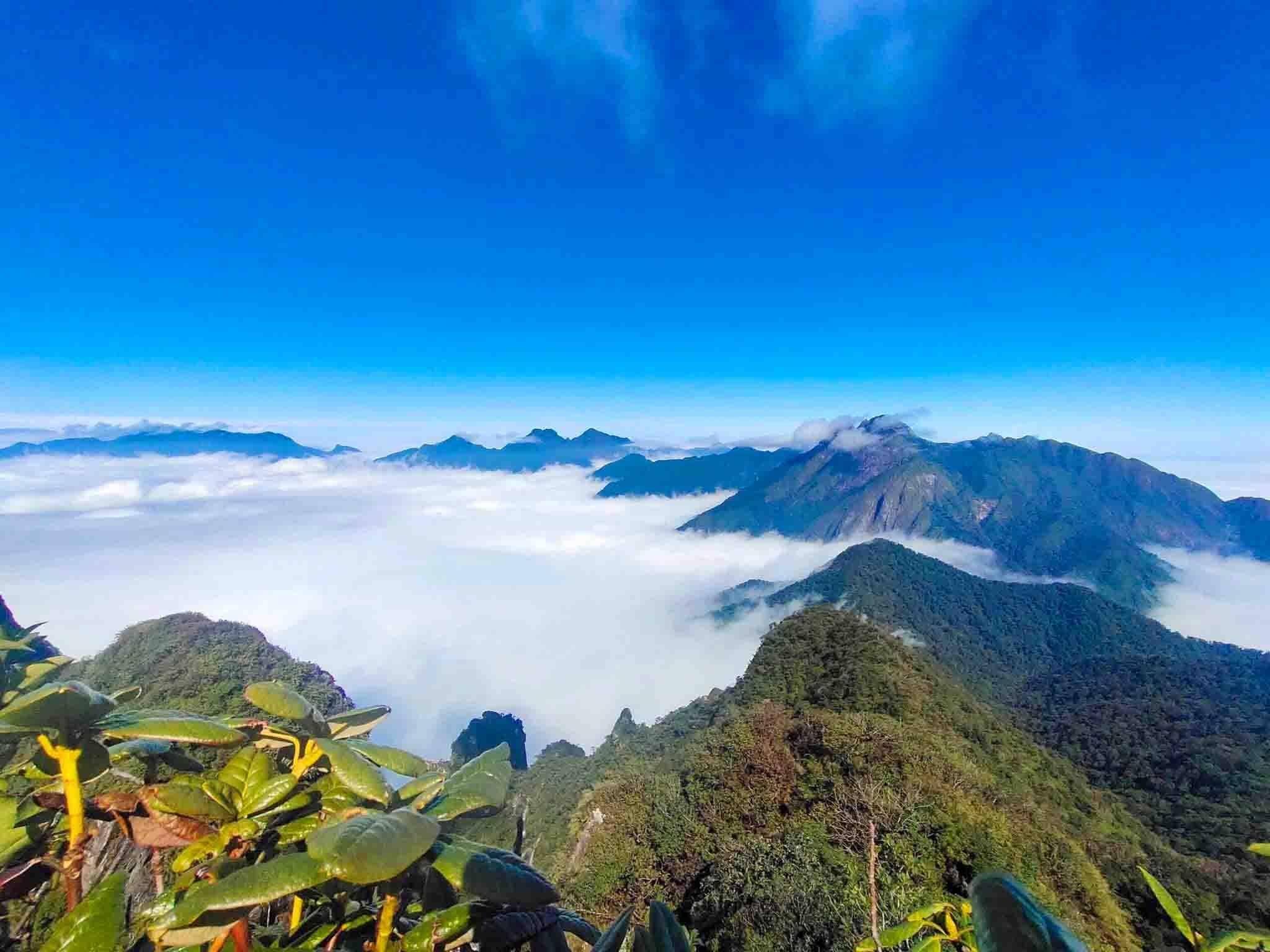 Đại ngàn Hoàng Liên: 