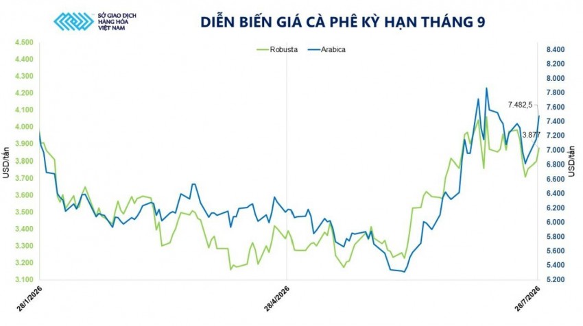 Cà phê đứt gãy nguồn cung: Giá bứt phá khi tồn kho arabica rơi xuống đáy