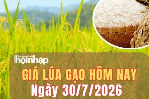 Giá lúa gạo hôm nay 30/7/2026: Giá lúa gạo ổn định, Philippines thận trọng nhập khẩu