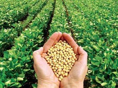 Thời tiết thuận lợi tại Mỹ gây sức ép lên giá đậu tương
