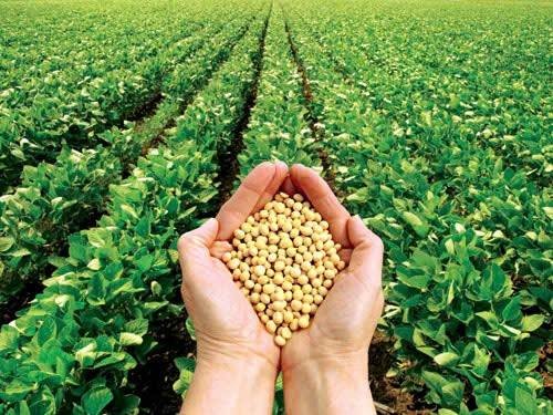 Thời tiết thuận lợi tại Vành đai Ngô và Đậu tương của Mỹ đang gia tăng áp lực giảm lên giá nông sản