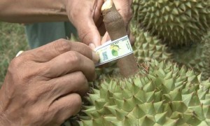 Thu hồi mã số vùng trồng sầu riêng theo đề nghị của doanh nghiệp