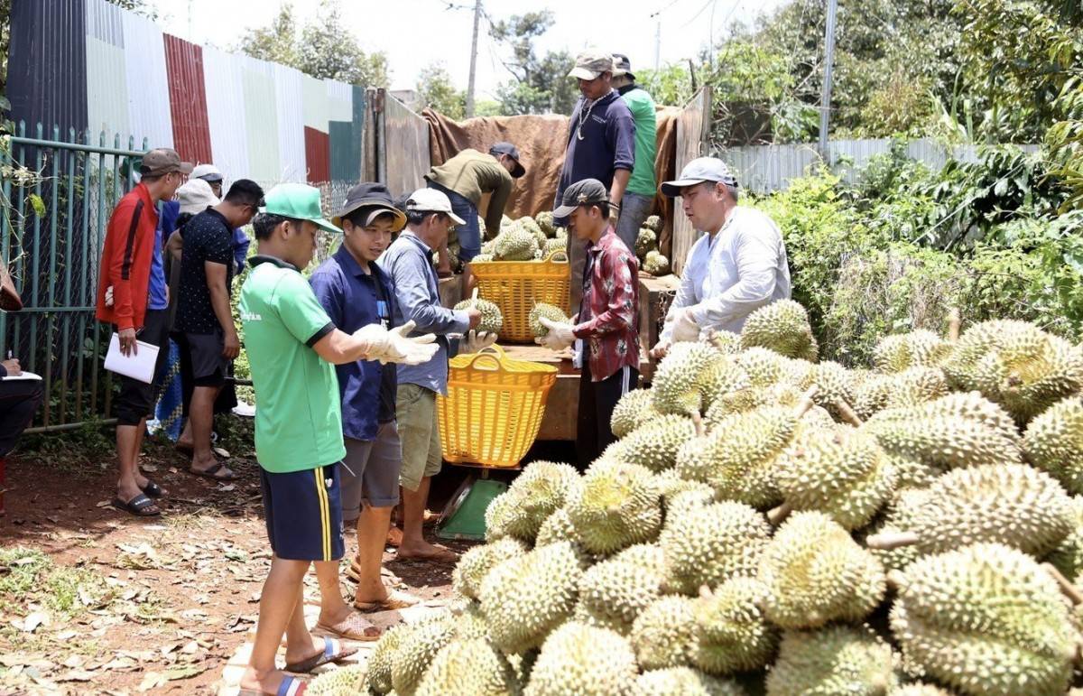Cảnh thu mua sầu riêng nhộn nhịp tại các vườn sầu riêng