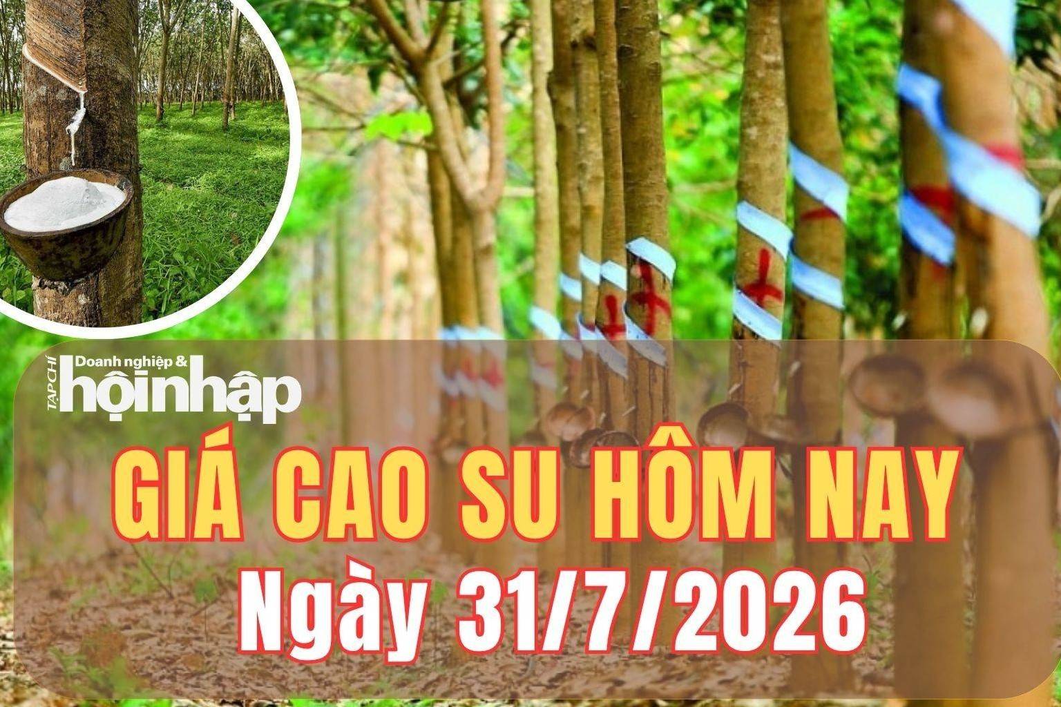 Giá cao su hôm nay 31/7/2026: Giá cao su thế giới đồng loạt tăng