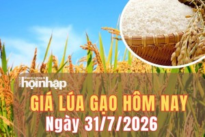 Giá lúa gạo hôm nay 31/7/2026: Giá gạo nguyên liệu tăng nhẹ