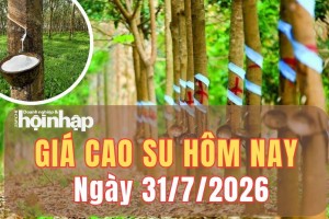 Giá cao su hôm nay 31/7/2026: Giá cao su thế giới đồng loạt tăng