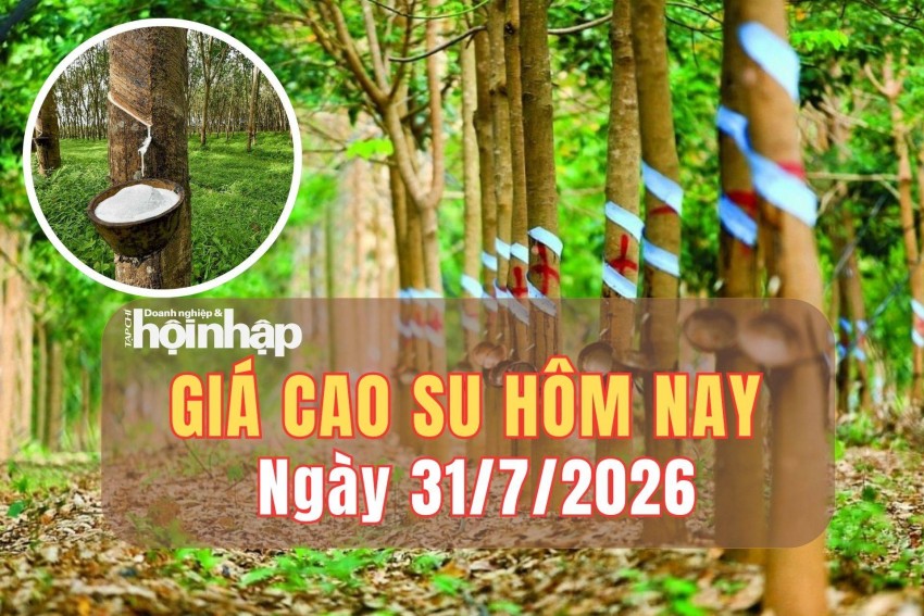 Giá cao su hôm nay 31/7/2026: Giá cao su thế giới đồng loạt tăng