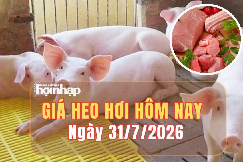 Giá heo hơi hôm nay 31/7/2026: Miền Bắc tiếp tục giảm nhẹ, hai miền còn lại giữ giá đi ngang