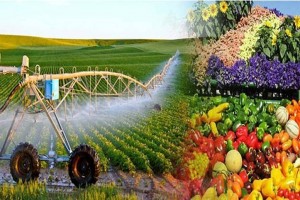 Xuất khẩu nông, lâm, thủy sản hướng mốc 74 tỷ USD nhờ loạt giải pháp gỡ rào cản