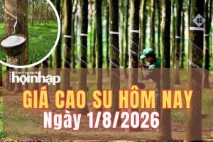 Giá cao su hôm nay 1/8/2026: Giá cao su thế giới trái chiều do lo ngại nguồn cung từ Thái Lan