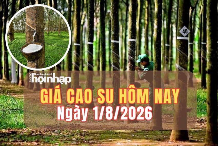 Giá cao su hôm nay 1/8/2026: Giá cao su thế giới trái chiều do lo ngại nguồn cung từ Thái Lan