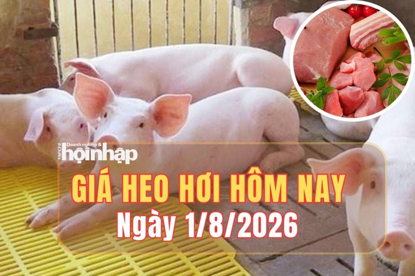 Giá heo hơi hôm nay 1/8/2026: Giá heo hơi tiếp đà giảm nhẹ