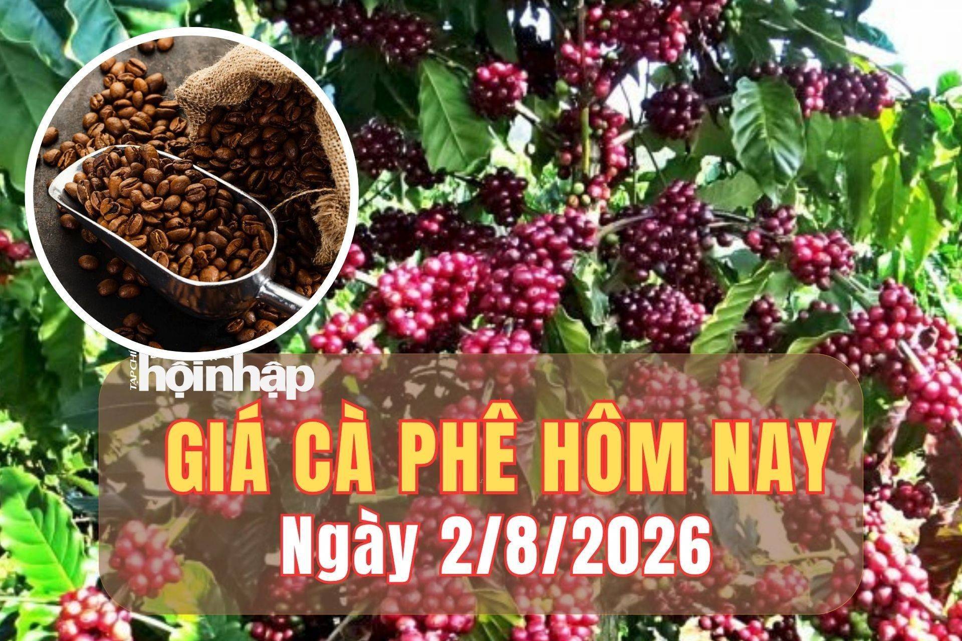 Giá cà phê hôm nay 2/8/2026: Giá cà phê trong nước tăng 200 đồng/kg