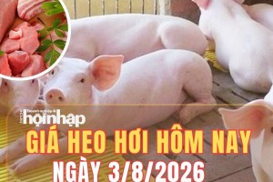 Giá heo hơi hôm nay 2/8/2026: Tuần qua giảm 1.000 - 3.000 đồng/kg, Quảng Ninh đẩy mạnh chăn nuôi công nghệ cao