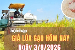 Giá lúa gạo hôm nay 2/8/2026: Giá gạo thơm Jasmine tăng, gạo xuất khẩu ổn định
