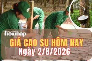 Giá cao su hôm nay 2/8/2026: Sàn TOCOM và SHFE tăng giảm đan xen