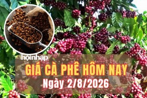 Giá cà phê hôm nay 2/8/2026: Giá cà phê trong nước tăng 200 đồng/kg