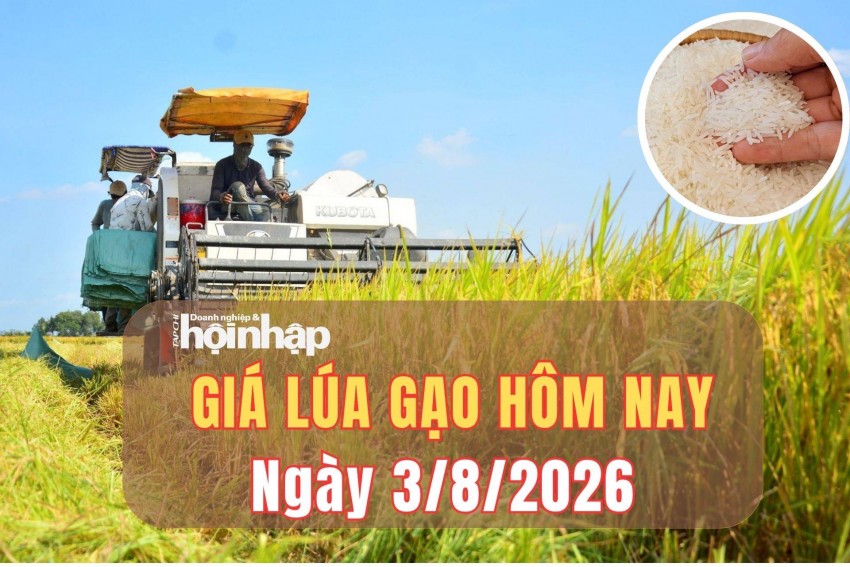 Giá lúa gạo hôm nay 2/8/2026: Giá gạo thơm Jasmine tăng, gạo xuất khẩu ổn định