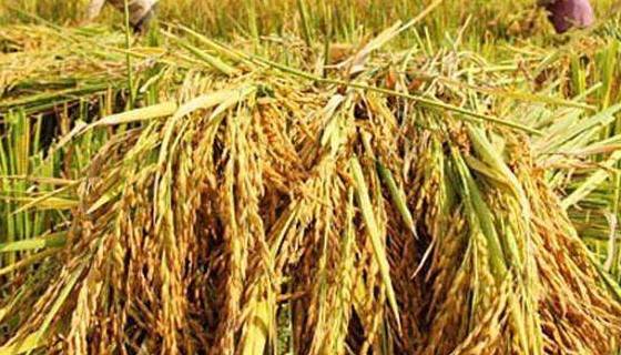 Giá gạo Ấn Độ đạt đỉnh 10 tháng: Tín hiệu phục hồi và bài toán cho gạo Việt
