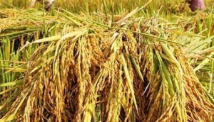Giá gạo Ấn Độ đạt đỉnh 10 tháng: Tín hiệu phục hồi và bài toán cho gạo Việt