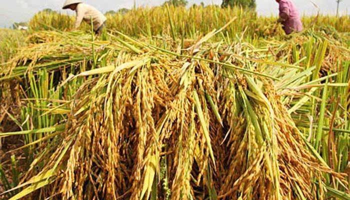 Giá gạo Ấn Độ đạt đỉnh 10 tháng, thị trường Việt Nam giữ giá chờ tín hiệu mới