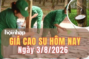 Giá cao su hôm nay 3/8/2026: Giá cao su quốc tế trái chiều giữa các kỳ hạn