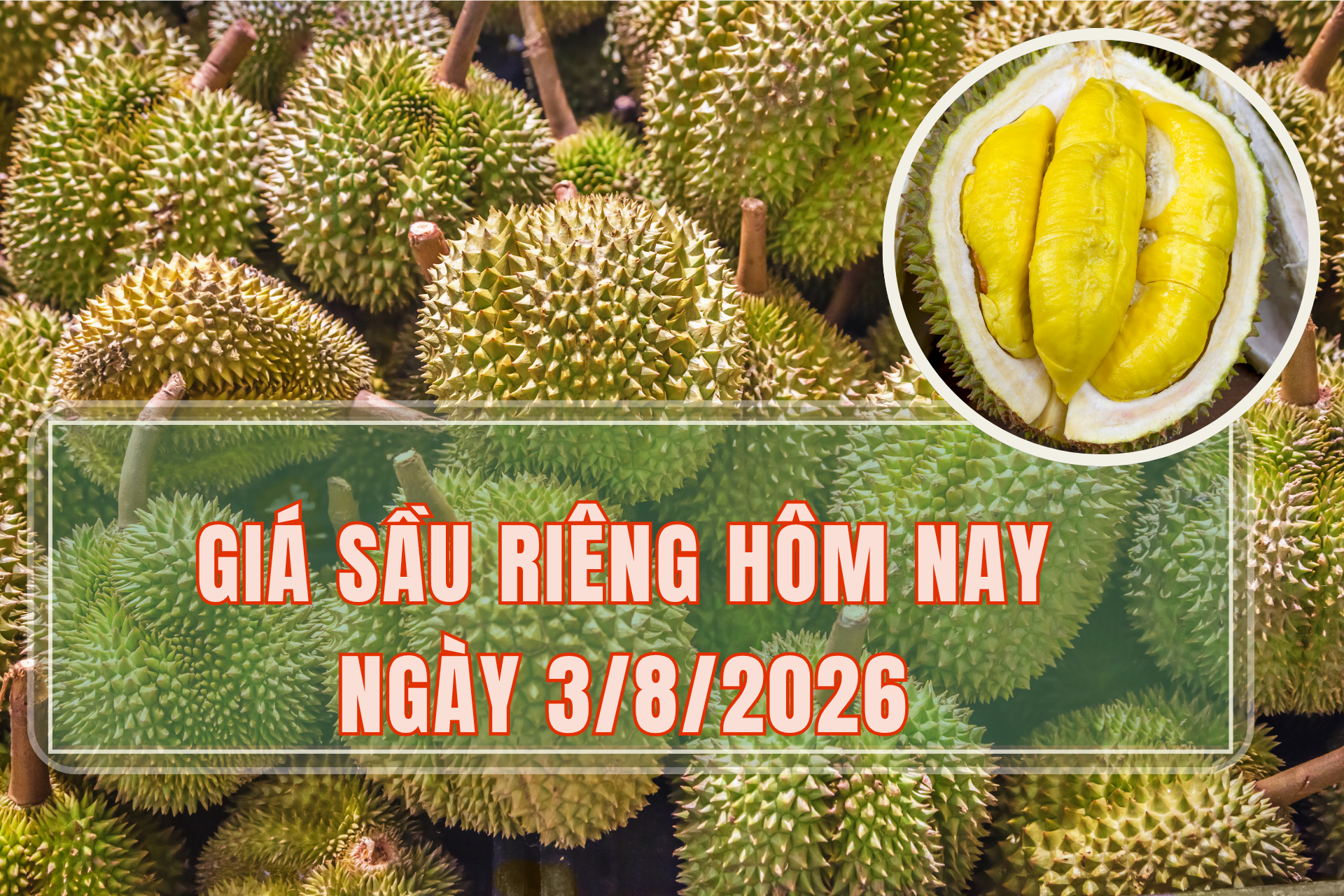 Giá sầu riêng hôm nay 3/8: Sầu riêng Thái tiếp tục nhích tăng