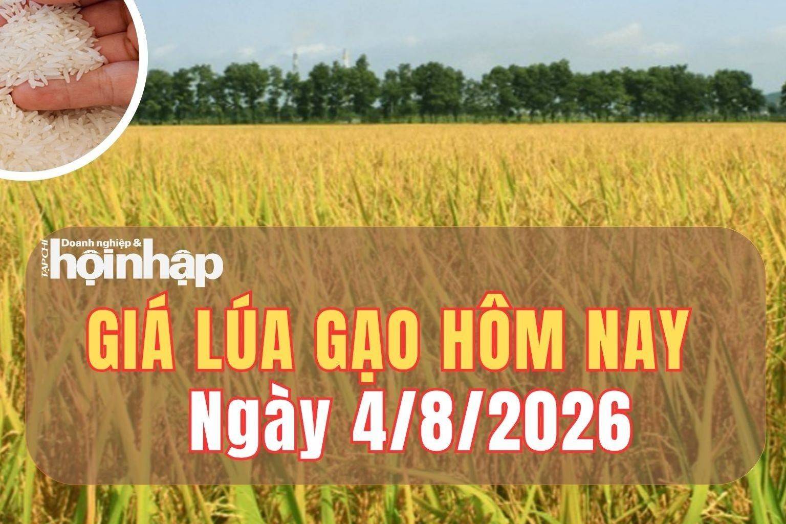 Giá lúa gạo hôm nay 4/8/2026: Giá lúa giảm, cảnh báo giá gạo thế giới có thể tăng mạnh