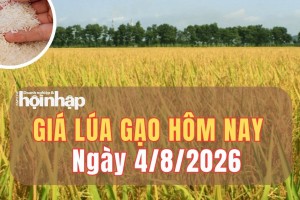 Giá lúa gạo hôm nay 4/8/2026: Giá lúa giảm, cảnh báo giá gạo thế giới có thể tăng mạnh