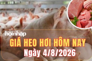 Giá heo hơi hôm nay 4/8/2026: Giá heo hơi tiếp tục giảm ở cả ba miền
