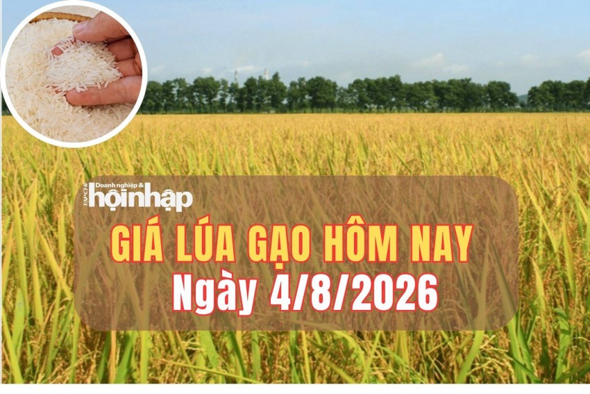Giá lúa gạo hôm nay 4/8/2026: Giá lúa giảm, cảnh báo giá gạo thế giới có thể tăng mạnh