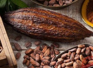 Giá ca cao bật tăng mạnh do lo ngại về nguồn cung gia tăng