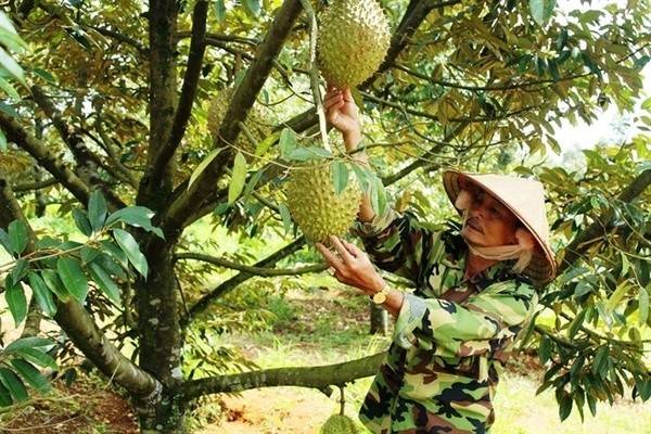 Việc minh bạch hóa dữ liệu vùng trồng được coi là nền tảng để xây dựng thương hiệu nông sản quốc gia. 