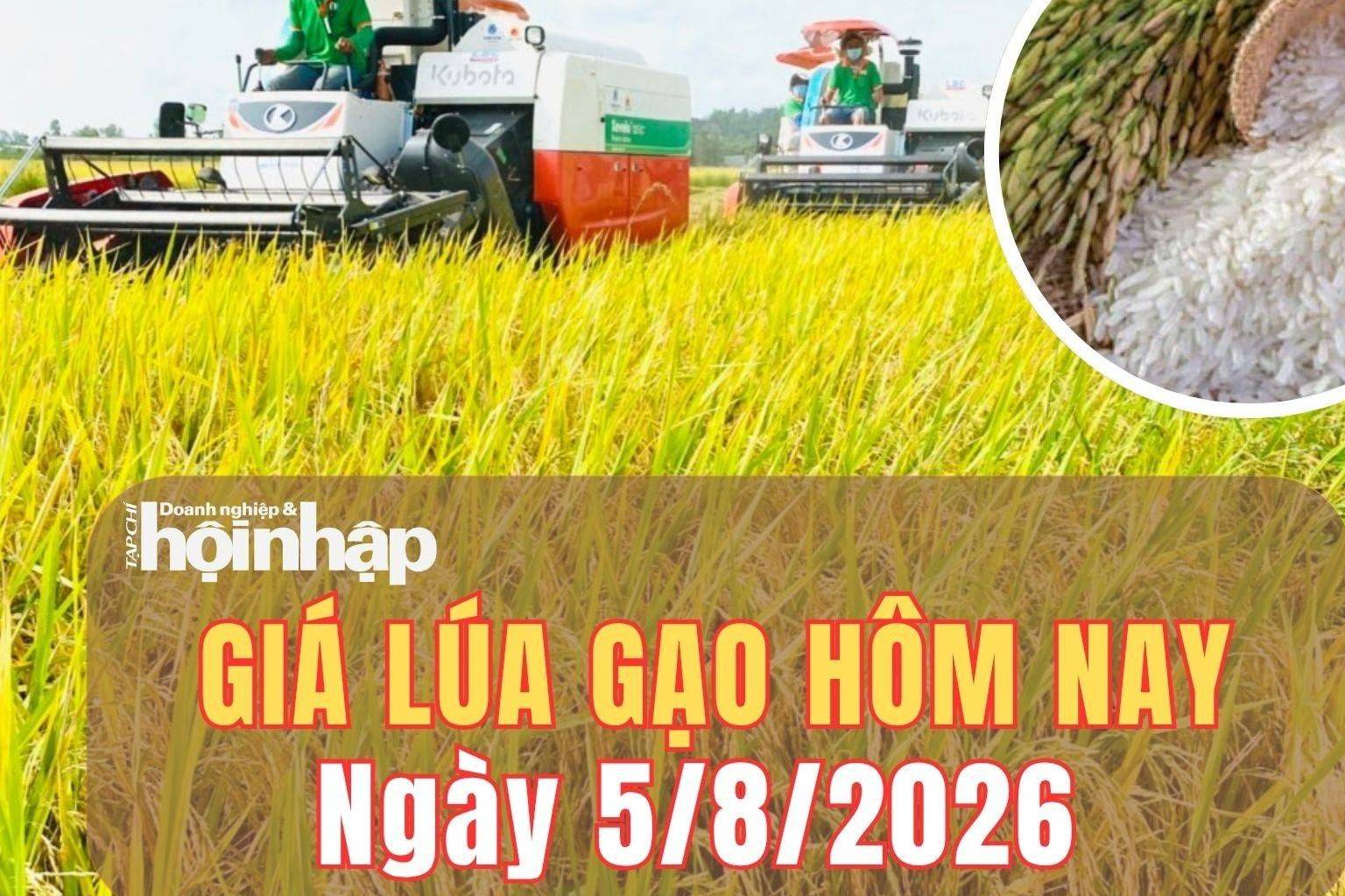 Giá lúa gạo hôm nay 5/8/2026: Giá gạo giá xuất khẩu Việt Nam nhích tăng