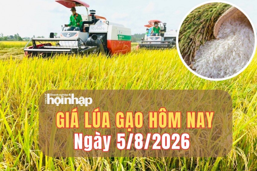 Giá lúa gạo hôm nay 5/8/2026: Giá gạo giá xuất khẩu Việt Nam nhích tăng