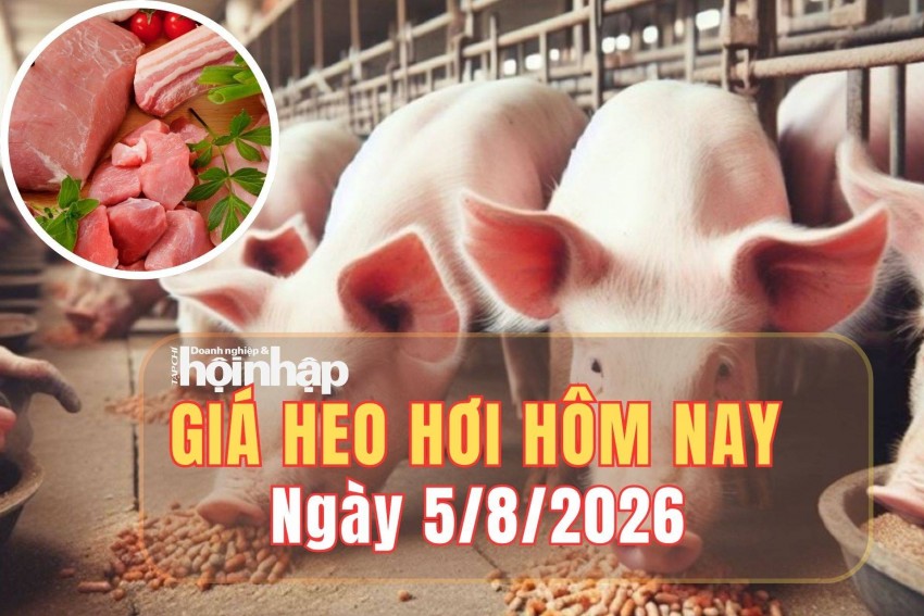 Giá heo hơi hôm nay 5/8/2026: Giá heo hơi tại miền Bắc, miền Trung tiếp đà giảm 