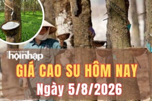 Giá cao su hôm nay 5/8/2026: Trong nước ổn định, thị trường thế giới giằng co trước áp lực cung cầu
