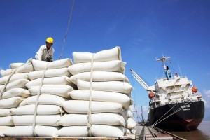 VCCI kiến nghị gỡ rào cản cho doanh nghiệp xuất khẩu gạo, đề xuất bỏ quy định dự trữ lưu thông bất hợp lý