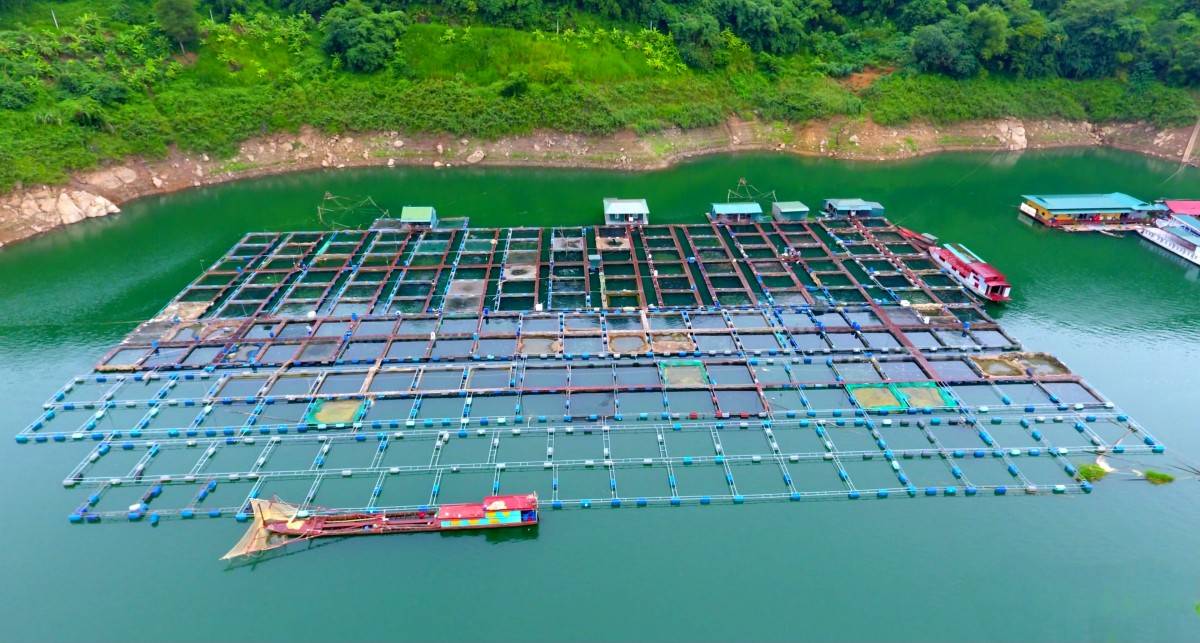 Phú Thọ tăng cường quản lý hoạt động sản xuất, kinh doanh trên lòng hồ Hòa Bình