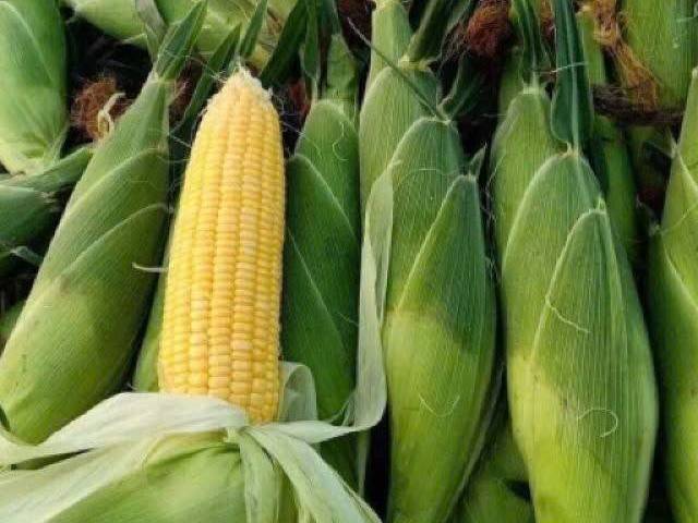 Giá ngô CBOT giảm mạnh, Mỹ đối mặt nguy cơ mất 10 triệu tấn nhu cầu