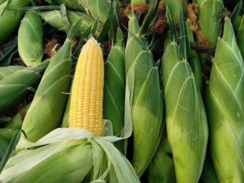 Thị trường ngô thế giới chịu áp lực bán chốt lời trong phiên giao dịch ngày 4/8/2026