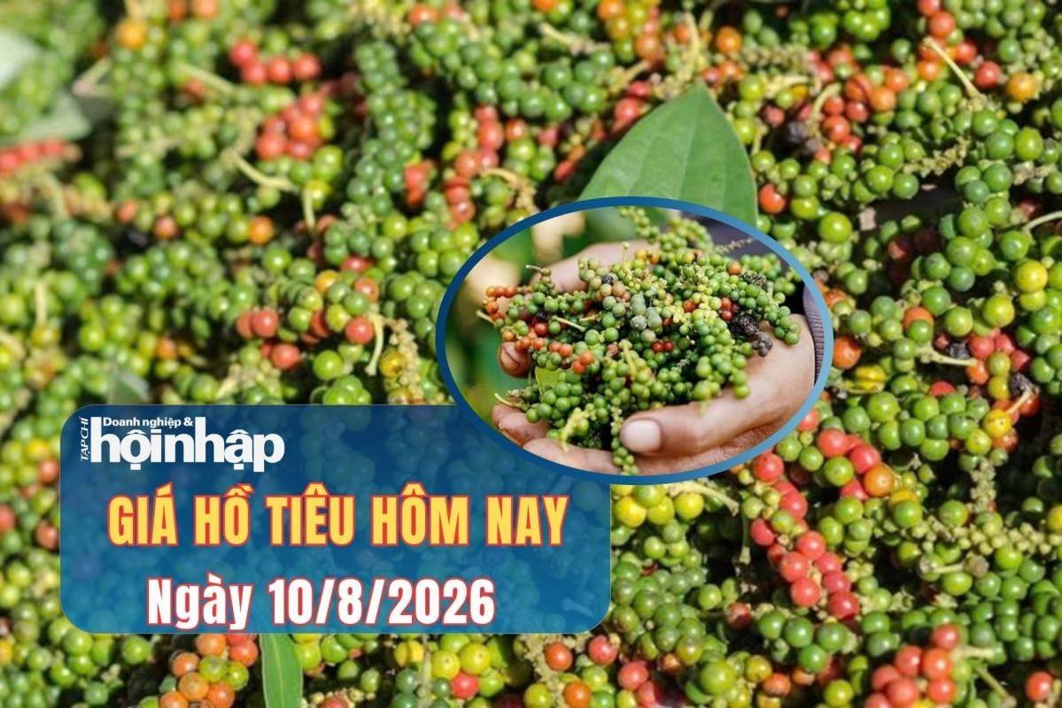Giá tiêu hôm nay 10/8/2026: Giao dịch quanh mốc 139.000 đồng/kg