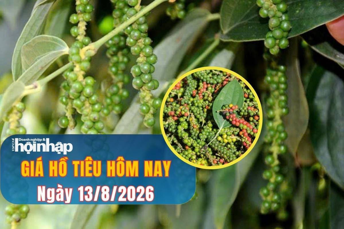 Giá tiêu hôm nay 13/8/2026: Giá tiêu trong nước áp sát mốc 140.000 đồng/kg