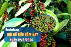 Giá tiêu hôm nay 12/8/2026: Hồ tiêu trong nước đồng loạt giảm nhẹ